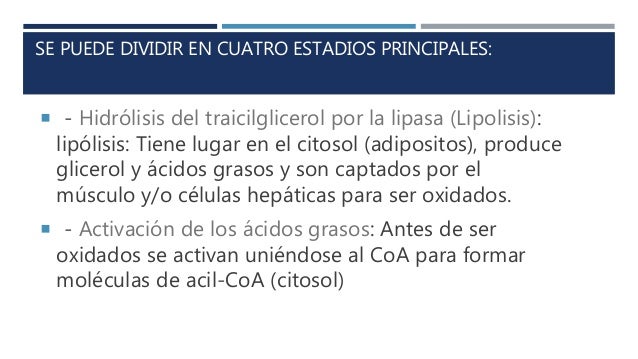 localizacion celular de la lipolisis